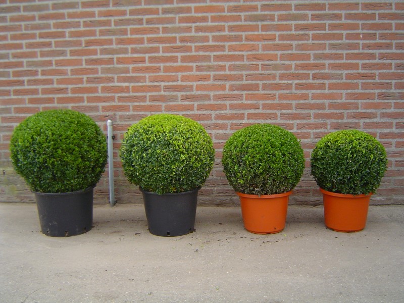 Assortiment - buxusplant.nl